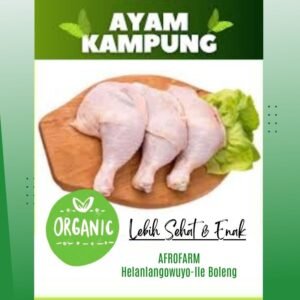 Afrofarm Ayam Kampung "KUB" Organik - Desa Helanlangowuyo